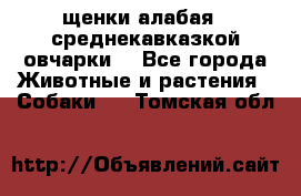 щенки алабая ( среднекавказкой овчарки) - Все города Животные и растения » Собаки   . Томская обл.